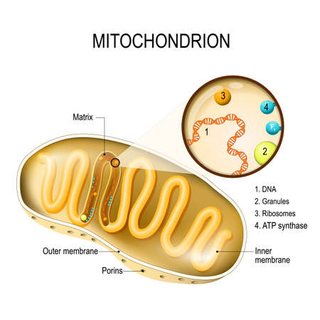 Mitochondrion. cross-section and structure mitochondrion organelle. vector diagramのイラスト素材