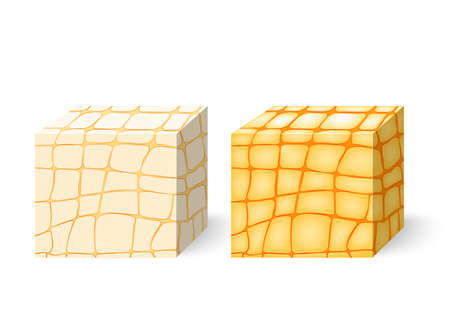 fat tissue. Cross section of the human adipose tissue. Human anatomy. Vector illustration for your design and medical use. Different views of a human fatのイラスト素材