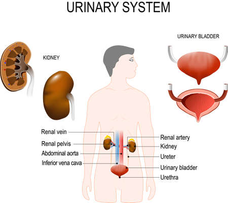 Urinary system cross-section of  kidneys, urinary bladder, renal artery and vein.のイラスト素材