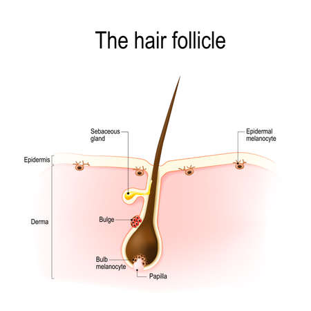 anatomy of the hair follicle. distribution of differentiated and immature melanocytes is shown.のイラスト素材