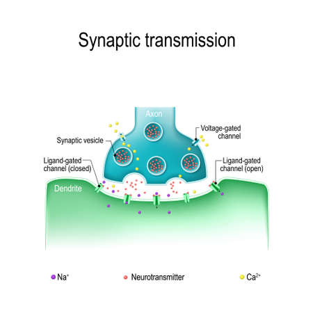 Synaptic transmission. Structure of a typical chemical synapse. Neurotransmitter release mechanisms. Neurotransmitters are packaged into synaptic vesicles transmit signals from a neuron to a target cell.のイラスト素材