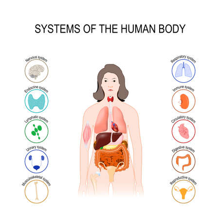 Systems of the human body set. Medical poster with internal organs on white background. Silhouette of a woman illustration.のイラスト素材