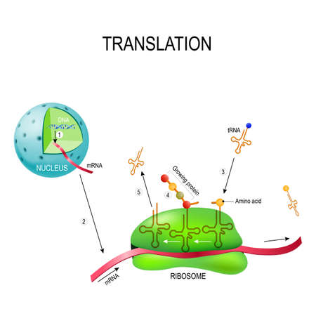 translation (biological protein synthesis). Number 1: syntesis of mRNA from DNA in the nucleus. 2 The mRNA decoding ribosome by binding of complementary tRNA anticodon sequences to mRNA codons. 3-5 ribosomes synthesize proteins in the cytoplasm . のイラスト素材
