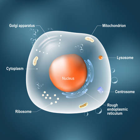 Animal cell on the dark background Illustration easy editable for Your color