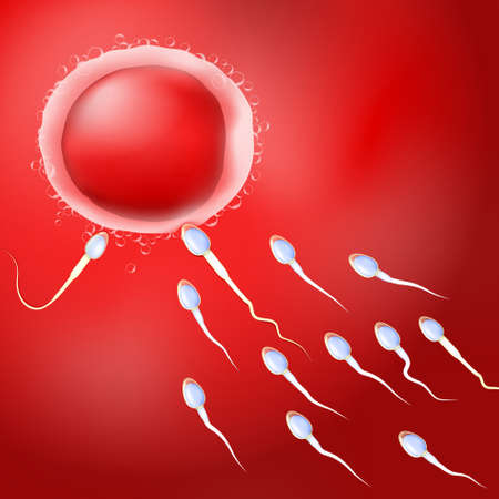 Fertilization, sperm heading for the human egg red background.のイラスト素材