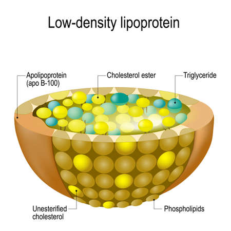 Structure of Low-density lipoprotein (LDL): apolipoprotein (apo B-100), cholesterol ester, triglyceride, unesterified cholesterol, phospholipids. bad cholesterolのイラスト素材