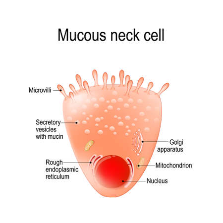 mucous neck cell is a foveolar (mucus-producing) cell that covering the inside of the stomach. Structure cell: golgi apparatus, secretory vesicle, nucleus,  mitochondrion, and microvilliのイラスト素材