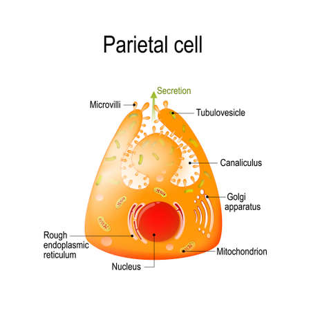 Structure of a Parietal cellのイラスト素材