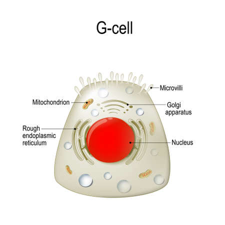 Anatomy of a G-cell. This cells are located in the gastric glands into stomach. G cell is a type of cell in the stomach and duodenum that secretes hormone gastrin.のイラスト素材