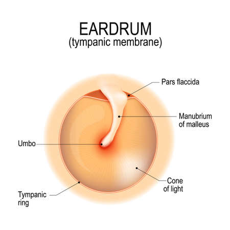 Anatomy of the humans eardrum. tympanic membrane. myringa. Vector illustration for medical, science, and educational useのイラスト素材