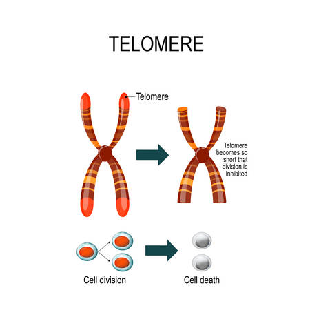 A telomere is a repeating sequence of double-stranded DNA located at the ends of chromosomes. Each time a cell divides, the telomeres become shorter. Vector diagram for scientific, medical  and educational useのイラスト素材