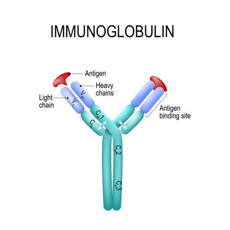 Structure of the Antibody molecule. IgE and Antigen. Vector diagram for medical, educational and science useのイラスト素材