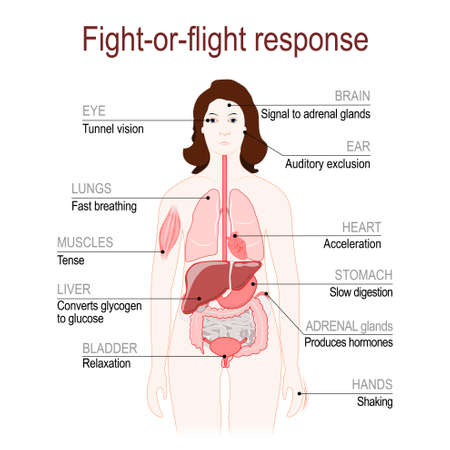 fight-or-flight response is a physiological reaction that occurs in response to threat to life. stress response system. Adrenaline and Norepinephrine. female silhouette with highlighted internal organs. Vector diagram for your design, educational, medical, biological and science use