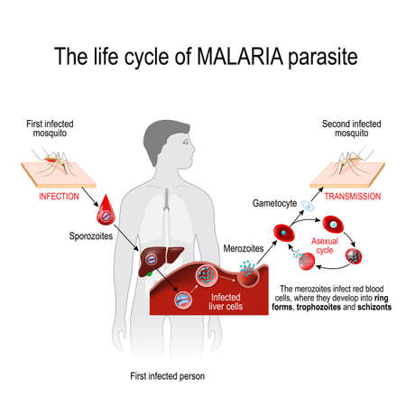 life cycle of a malaria parasite (from First infected mosquito to Second infected
person). Malaria is a disease caused by a parasite called Plasmodium that is spread to humans by the bite of an infected mosquito. vector illustration for medical, educational and science useのイラスト素材