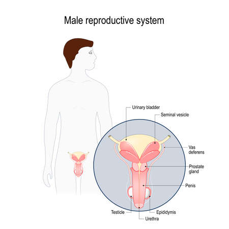 male reproductive system (Seminal vesicle, Vas deferens, Prostate gland, Testicles and Epididymis). Vector diagram for educational, medical, biological and science use.のイラスト素材
