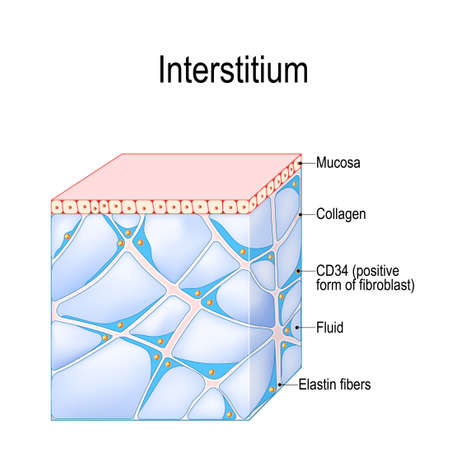 Structure of Interstitium. new organ. interstitial is a reservoir and transportation system for nutrients and solutes distributing among organs, and cells. immune regulation. Human Tissues