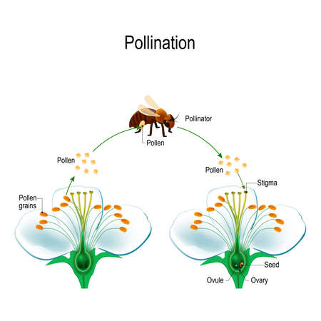 The process of cross-pollination using an animal of pollinator (bee).  Anatomy of a flower. Flower Parts. Detailed Diagram with cross section.  Reproduction in Plant. useful for study botany and science education:: موقع