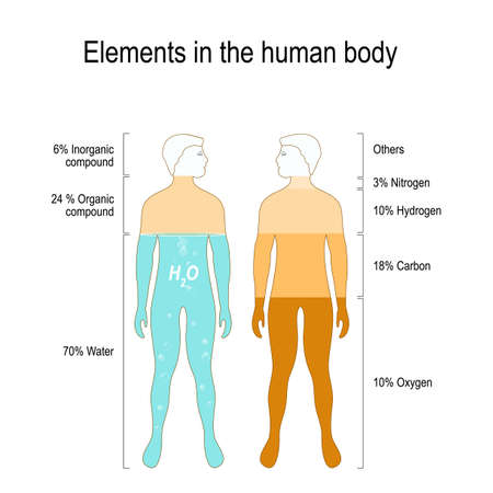 Elements of the Human Body. The main elements that compose the human body, by percent (oxygen, carbon, nitrogen and hydrogen).のイラスト素材
