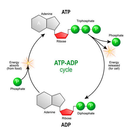 ATP ADP cycle. Adenosine triphosphate (ATP) is a organic chemical that provides energy for cell. intracellular energy transfer. Adenosine diphosphate (ADP) is organic compound for metabolism in cell. Vector diagram for educational, biological, medical and science use.
model of molecule adenosine triphosphate, and Adenosine diphosphateのイラスト素材