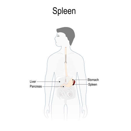 spleen acts as a blood filter. Human silhouette with highlighted spleen, and other internal organs. Vector illustration for biology, scientific, and medical use.のイラスト素材