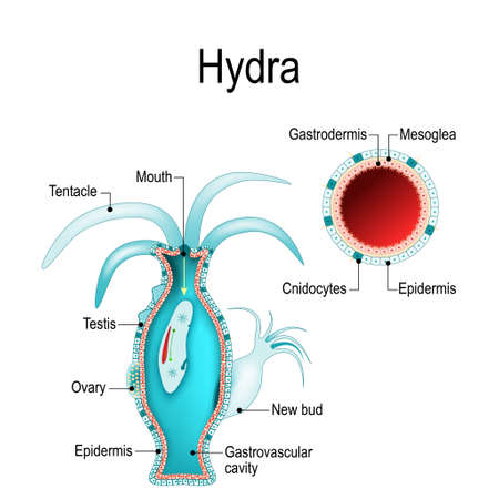 hydra anatomy. Cnidaria. Vector illustration for biological, science and educational useのイラスト素材