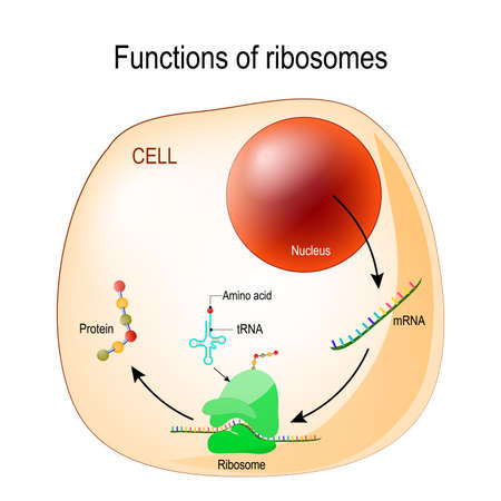 function of ribosomes. Cell with organelles: nucleus, mrna, proteins, tRNA and Ribosome. Process of translating mRNA into protein. vector for medical, educational, biologycal and science useのイラスト素材