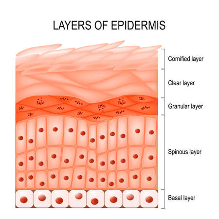 Structure of epidermis : cornified (stratum corneum), clear or translucent layer (lucidum), granular (stratum granulosum), spinous (spinosum), basal or germinal layer (stratum basale or germinativum). Vector illustration for biology, educational, medical and science useのイラスト素材