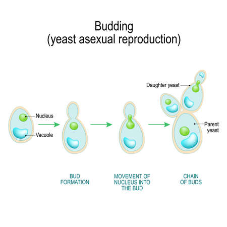 Budding. asexual reproduction of yeast cell. Cross section of a Fungal hyphae cells (septum; bud scar, vacuole). Vector diagram for educational, biological, and science useのイラスト素材