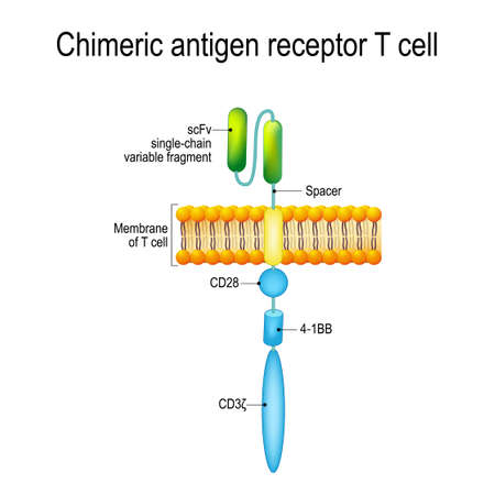 Chimeric antigen receptor T cell (CAR). Artificial T cell receptors are proteins that have been engineered for cancer therapy (killing of tumor cells). genetically engineered. Vector diagram for medical, educational and science useのイラスト素材