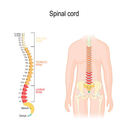Spinal cord. sections of vertebral column: cervical, thoracic, and lumber spine, sacrum and coccyx. Human silhouette with backbone, intervertebral discs, hip bones and joints. Vector diagram for medical, educational and science useのイラスト素材