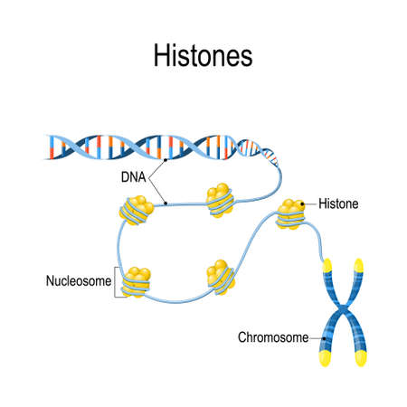 Histones. Schematic representation shows the organization and packaging of genetic material in Chromosome. Nucleosomes are DNA that wrapped around histone proteins. Vector diagram for educational, biological, and scientific useのイラスト素材