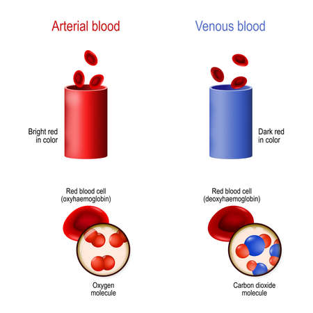 difference between venous and arterial blood. Two blood vessel (artery and vein), erythrocyte, molecules oxygen, and carbon dioxydeのイラスト素材