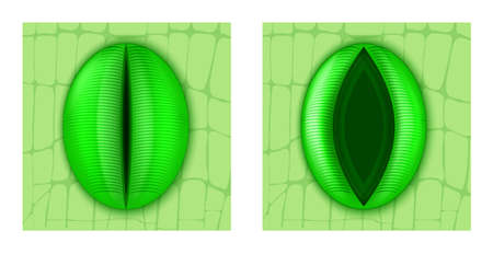 Stoma is a pore, found in the epidermis of leaves, stems, and other organs, for gas exchange in...