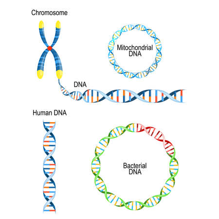 Human DNA - double helix, circular prokaryote chromosome (Bacterial DNA), and Mitochondrial DNA. Types of Deoxyribonucleic acidのイラスト素材