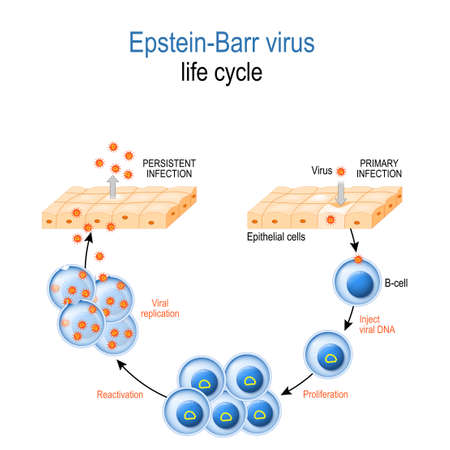 Epstein-Barr virus. life cycle. EBV replication: Entry to the cell, latency and reactivation. human herpesvirus that caused of cancer, and infectious mononucleosis.のイラスト素材