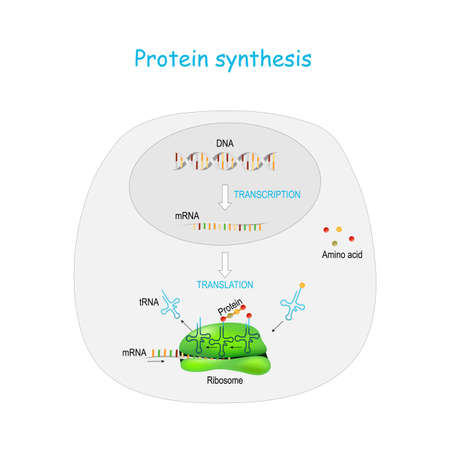 Protein synthesis in ribosome. transcription and translation. synthesis of mRNA from DNA in the nucleus. The mRNA decoding ribosomes. steps diagram with cycle explanation