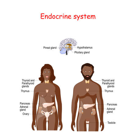 endocrine system. Human anatomy. Human silhouette with highlighted internal organs. Black male, and femaleのイラスト素材