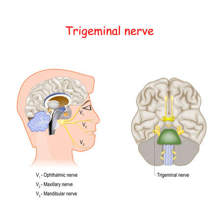 Trigeminal nerve. head cross section and Bottom View Of The Brain. Human anatomy. Educational guide.  vector illustration for medical and science useのイラスト素材
