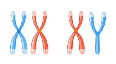 X and Y chromosomes with dna on a white background. Chromosomal definition of female XX and male XY. Illustration for design, educational, biology, scientific, research, medical use. Vector easy editable for Your colorのイラスト素材