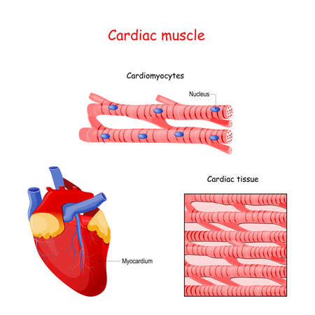 Structure of Cardiac muscle fibers. anatomy of cardiomyocyte. Background of heart muscle tissue. Set of vectors illustrations for education, sports and medical use.のイラスト素材