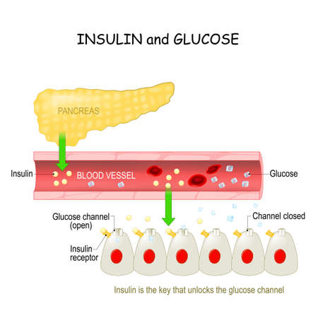 insulin and glucose in the blood vessel. Pancreas and cell with Glucose channel and Insulin receptorのイラスト素材