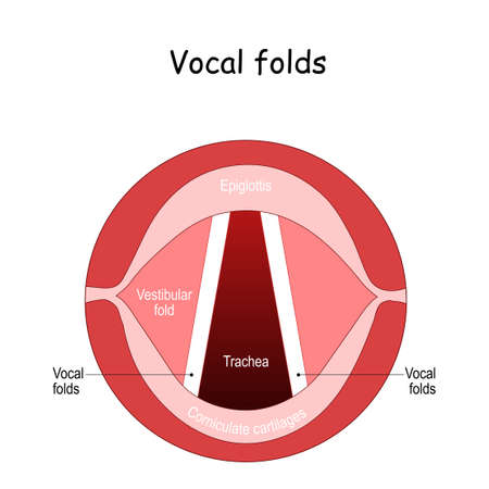 Vocal folds. The Human Voice. The vocal cords open to let air pass through the larynx, into the trachea