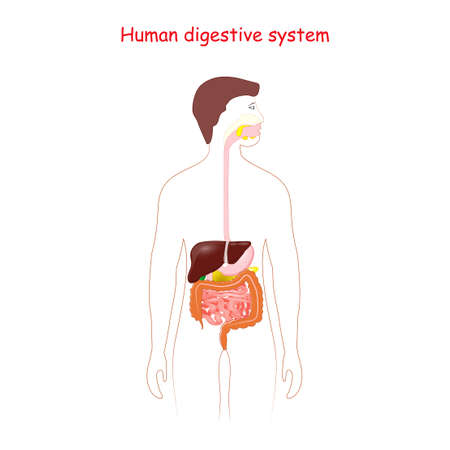 Human digestive system. Gastrointestinal tract. silhouette of a man with highlighted internal organs.のイラスト素材