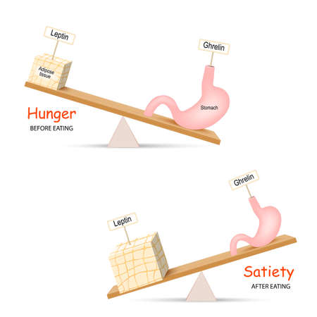 Ghrelin and Leptin. Human hormones before and after eating. Balance hormones that regulate Hunger and Satiety. のイラスト素材