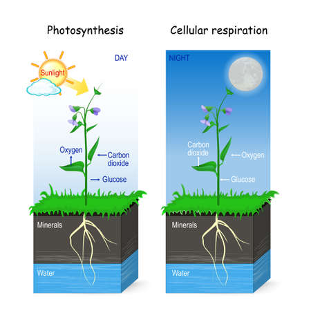 Photosynthesis and cellular respiration. day and night. Two posters for education, science, and biology use. vector illustrationのイラスト素材