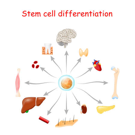 Stem cell differentiation. These stem cells can become any tissue in the body. Using stem cells to treat disease.のイラスト素材
