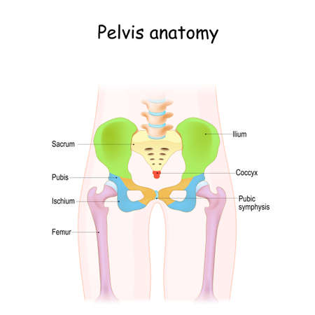 Pelvis anatomy. Color structure of pelvic skeleton: sacrum, ilium, coccyx, pubis, ischium and femur. Vector illustration isolated on a white backgroundのイラスト素材