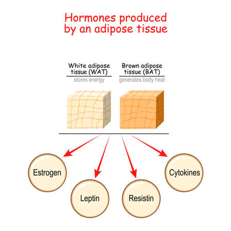 Hormones produced by adipocytes. Brown adipose tissue (BAT) and White adipose tissue (WAT). Cytokines, Resistin, Leptin, and Estrogen. Human endocrine system. Vector illustration for medical, education and science use.のイラスト素材