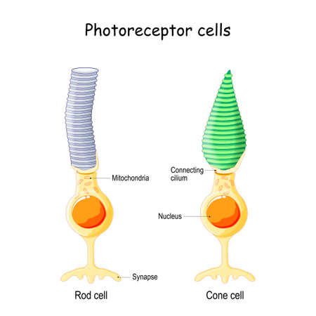 Anatomy of Photoreceptor. cell of a retina in the eye. Cone cells in respond to color vision and send signals to brain. Rod cells are used in peripheral visionのイラスト素材