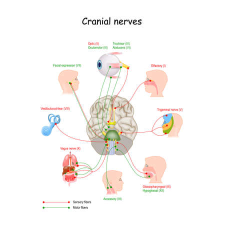 Cranial nerves in humans brain. Vector illustrationのイラスト素材